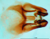 CollectionObject 1501006; 20e3406c-89aa-4f65-8a0b-437deca43e2e: phallic complex, ventral view (lectoptype). (CollectionObject).