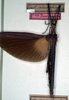 CollectionObject 1558659; NMW 147, 535edfe2-1d98-4047-a27d-4804d7e91d0c: copyright NMW. female (holotype). (CollectionObject).