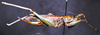 CollectionObject 1532848; b7348b81-d669-4f69-ab3d-4705a83334e4: female, lateral view (paralectotype). (CollectionObject).