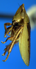 Habitus, lateral view on Carnoseta colomella (DeLong, 1981): Male paratype [OSU]: habitus, lateral view. (Observation).