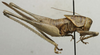 CollectionObject 1535197; 2e25c506-521d-4fc0-b461-bbe7b2a2751a: female, lateral view (syntype). (CollectionObject).