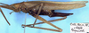 CollectionObject 1531869; 380b64b4-7382-48a8-a6a8-01bb4773f816: female, lateral view (holotype). (CollectionObject).