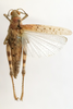 CollectionObject 1593076; 0393c1c0-9b88-4694-bacc-2f1fc987a9c5: male, dorsal view (allotype). (CollectionObject).