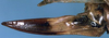 CollectionObject 1531987; 39dbad9f-85a9-419e-8b5b-de3b77faeaf6: female ovipositor (syntype of Gongrocnemis incerta). (CollectionObject).