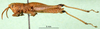 CollectionObject 1501268; cafec964-cc84-4889-88a4-2d2510cd742f: male, lateral view (holotype). (CollectionObject).