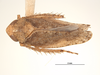 Habitus, dorsal view: !! display not done !! on Excultanus incurvatus (Osborn & Lathrop, 1923): (Observation).