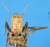 CollectionObject 1580242; de55c054-7166-4e4f-b2e0-4462fcd87d16: female, frontal view (paralectotype). (CollectionObject).