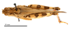 male, dorsal view (holotype of Oedaleus infernalis pendulus Steinmann, 1965). Depicts CollectionObject 1538238; d659cfa5-59a5-4d87-9408-da3df4879edc, a CollectionObject.