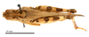 CollectionObject 1538238; d659cfa5-59a5-4d87-9408-da3df4879edc: male, dorsal view (holotype of Oedaleus infernalis pendulus Steinmann, 1965). (CollectionObject).