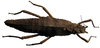 CollectionObject 1563883; UPLB UPBLMHNC PHA-00137, 2bd218eb-88ad-429f-a140-7cac124c4cb4: copyright UPLB, Los Baños. female (holotype). (CollectionObject).