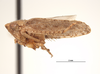 Habitus, lateral view: !! display not done !! on Excultanus incurvatus (Osborn & Lathrop, 1923): (Observation).