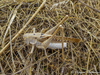 CollectionObject 1593782; aecefe6f-11b1-4736-b084-762671b10528: male (KZ: Aspara). (CollectionObject).