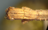 CollectionObject 1561921; 8e12df9e-a411-4f17-b7fd-73eccb54cee1: copyright NZSI, Calcutta. female head (holotype). (CollectionObject).