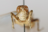 CollectionObject 1528691; b944cb21-38bf-41d0-922a-4393f09284e0: male, frontal view (holotype). (CollectionObject).