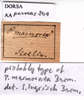 CollectionObject 1538317; e1520398-6d14-49f1-903d-fd41f22dd68a: labels (holotype). (CollectionObject).