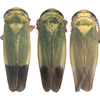 Habitus, dorsal view: !! display not done !! on Nephotettix cincticeps (Uhler, 1896): Habitus, male, dorsal view. (Observation).