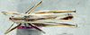 CollectionObject 1595895; a5ac5cca-0e8f-40fd-a75c-d4ee7bc720ea: female, dorsal view (syntype of Kirkaldyus manteri). (CollectionObject).