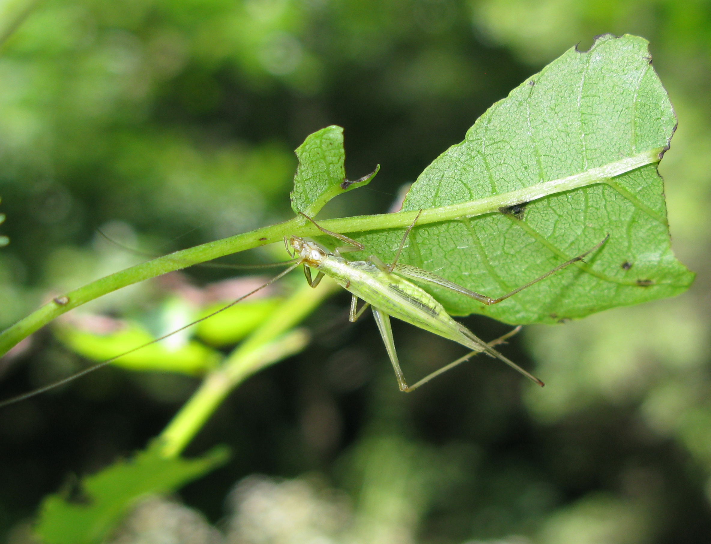 Orthoptera Species File - Oecanthus longicauda Matsumura, 1904