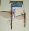 CollectionObject 1560096; NMW 1048, 88166d31-41d7-4be0-bf8e-84faea88f2d3: copyright NMW, Vienna. female of synonym Aruanoidea liturata (paralectotype), male (lectotype). (CollectionObject).
