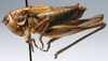 CollectionObject 1517196; 22cdfdac-5157-444e-9fd3-f7c0f9bdc7c3: male, lateral view (holotype). (CollectionObject).