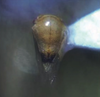 Habitus, dorsal view: !! display not done !! on Micrutalis pallens Fowler, 1895: (Observation).