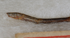 CollectionObject 1557940; 519861e5-b151-4d16-9c8f-b17a43c764a4: copyright USNM, Washington. (CollectionObject).