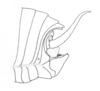 Ceuthophilus (Hemiudeopsylla) hesperus hesperus Hubbell, 1936: Fig. 571. Terminal abdominal structures (male). (Otu).