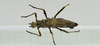 CollectionObject 1573608; 57fc5681-f412-4a6f-87d8-d6471ddf494e: Copyright Instituto de Ciencias Naturales (ICN). female, dorsal view (paratype). (CollectionObject).