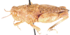 Lithidiopsis carinatus Dirsh, 1956: female, lateral view. (Otu).