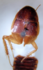 Nesomylacris relica Rehn & Hebard, 1927: Photo by Heidi Hopkins. Dorsal habitus. (Otu).