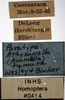 Other on Athysanella (Acamella) tamara Wesley & Blocker, 1985: Labels - Male. (Observation).