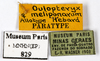 CollectionObject 1587504; MNHN(SF IMPORT DUPLICATE) MNHN-EP-EP829, 6c017657-44e5-471d-ab05-4958bc12bf4e: CC BY-NC-ND 4.0/MNHN - Depraetere Marion - 2014. Paratype, female, of meliponarum Hebard, 1921. Specimen number: MNHN-EP-EP829. http://coldb.mnhn.fr/catalognumber/mnhn/ep/ep829. (CollectionObject).