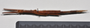 CollectionObject 1558564; 3ae685c8-f1c6-4bd0-85f7-d0b8fa72a781: copyright NTUC. female, dorsal view (syntype). (CollectionObject).;CollectionObject 1558565; b09dd22e-7f33-4771-b1d9-24d893a97422: copyright NTUC. female, dorsal view (syntype). (CollectionObject).
