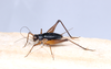Pizacris zefai (Mews & Sperber, 2010): adult male. (Otu).