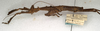 CollectionObject 1561113; NMW 573, 323d3a24-4a96-48be-8abe-fd6d5668b706: copyright NMW, Vienna. female, lateral view of Phenacephorus cornucervi (holotype). (CollectionObject).