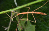 Caribbiopheromera jamaicana Zompro, 2001: copyright Paul D. Brock. female (culture stock 2014, ex. Trinidad). (Otu).