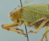 CollectionObject 1532034; 2d020a22-afbf-444f-a5ce-26692f31f857: male, close-up of body, lateral view (syntype). (CollectionObject).