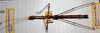 CollectionObject 1560675; bcf590d9-7306-4a93-a2e1-f7cd40f5bbdf: copyright MHNG Geneva. male (holotype). (CollectionObject).
