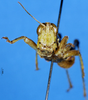 CollectionObject 1537533; f0fd5496-6480-49a9-9e6e-f593154d0926: male, frontal view (syntype). (CollectionObject).