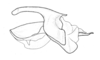 Hazelacris nigrovittatus Ronderos, 1981: Fig. 17. cingulum. (Otu).