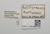Other on Antillormenis martinicensis Fennah, 1947: (Observation).