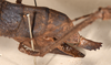 CollectionObject 1558872; ae2fd943-9eed-40c6-82cd-16404d27a944: copyright OUMNH. female, dorsal view of Heteropteryx grayii (lectotype). (CollectionObject).