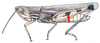 Amphitornus coloradus coloradus (Thomas, 1873): male. (Otu).