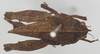 CollectionObject 1577331; 197d1cdc-70da-4fd1-91ef-fd4e837de2ba: female, dorsal view (paratype). (CollectionObject).