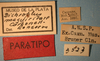 CollectionObject 1526236; 795c8b0a-a8e7-4ce2-b35d-6e8fd6cd3ce7: labels (paratype). (CollectionObject).