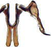 Connective: Doratulina dmitrievi, connective and stylus, ventrally (INHS). (Observation).