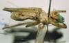 CollectionObject 1537780; f8ab8437-c8af-49be-99a8-30b0979d51e9: male, ventral view. (CollectionObject).