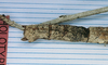 CollectionObject 1557418; ee7e2e04-43fe-4ce9-961f-81e6084379fa: copyright MNHN, Paris. female: end of abdomen of synonym Palophus rothschildi (syntype). (CollectionObject).