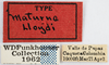 Other on Creonus lloydi (Funkhouser, 1914): (Observation).