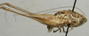 CollectionObject 1535986; 1f8058f5-b2b6-4456-ad7c-ad09f54e0734: male, lateral view (syntype). (CollectionObject).